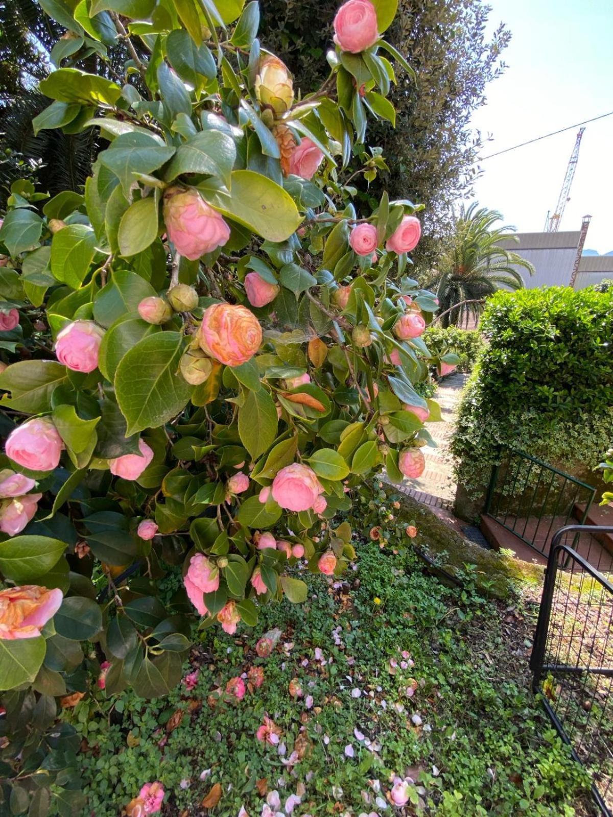 Caligo Bed & Breakfast La Spezia Exterior photo